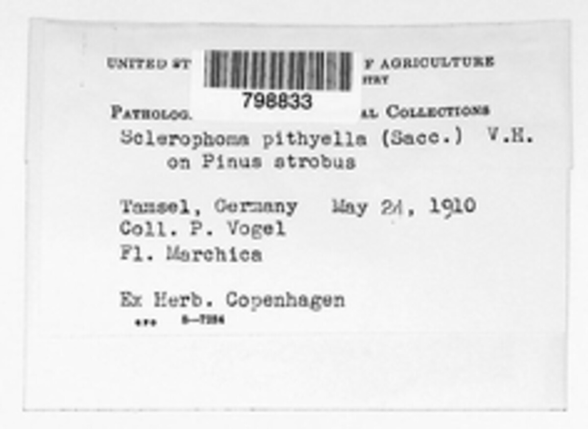 Sclerophoma pitya image